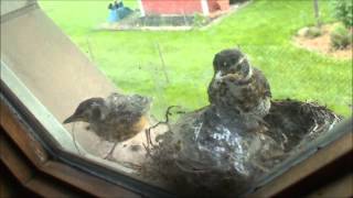 3 Baby Robins Last Day in the Nest [upl. by Marpet]