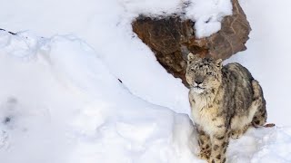 Tracking Snow Leopard In Spiti Valley kibber [upl. by Ames]