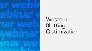 Western Blotting Optimization [upl. by Zorah920]