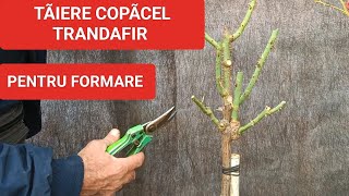 TRANDAFIR COPÃCEL  taiere pentru formare [upl. by Adore]