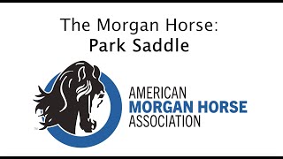 Morgan Horses in Park Saddle [upl. by Vikki159]