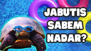 Jabutis sabem nadar [upl. by Clerissa]