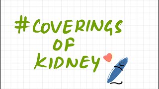 Coverings of kidney  kidney abdomen  anatomy [upl. by Julina298]