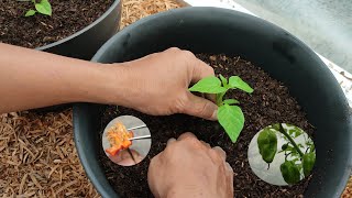 How to Grow Habanero Peppers [upl. by Nyrem481]