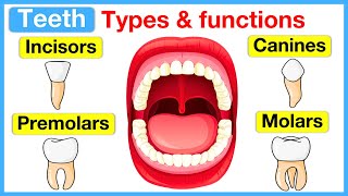 Types of teeth 🦷  Incisors canines premolars amp molars [upl. by Milli]