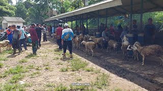 SUASANA BARU PASAR SELOPAMPNG HARGA DOMBA TERBARU 2024 [upl. by Naux]