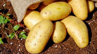 10 Benefits of Potatoes  Health And Nutrition [upl. by Ahsimal285]