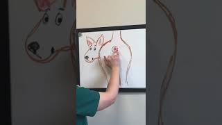 Ask a Vet How To Express Your Dog’s Anal Glands [upl. by Fayina]