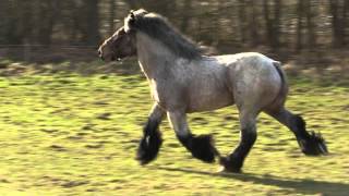 Belgian Draft Horsesa beautiful stallion at full trot and gallop [upl. by Bocaj]