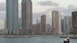 Blackheaded Gull  نورس أسود الرأس  Sharjah BirdsBHG016  Mohamed Kamal [upl. by Linzy]