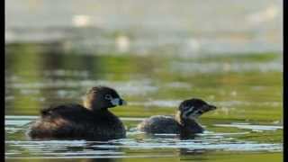 Grèbe bec bigarré  Piedbilled Grebe [upl. by Gere273]