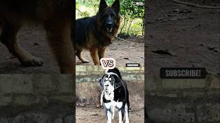 Which Dog breed is Powerful germanshepherd vs himalayansheepdog shorts ytshorts [upl. by Marron387]