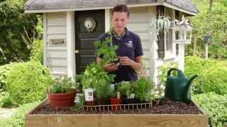 How To Plant an Herb Garden [upl. by Aseen]