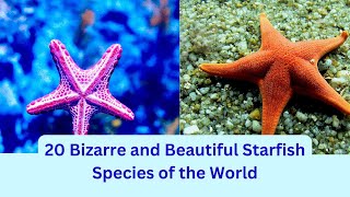 20 Bizarre and Beautiful Starfish Species of the World [upl. by Taite299]