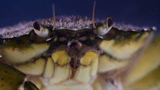 Green Shore Crab Strandkrabbe Carcinus maenas [upl. by Nigam]