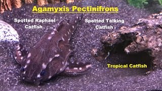 Spotted Raphael Catfish  Spotted Talking Catfish Agamyxis Pectinifrons Tropical Catfish [upl. by Kirch362]