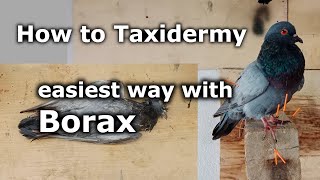 Beginners Taxidermy  Pigeon taxidermy with borax [upl. by Aeila2]