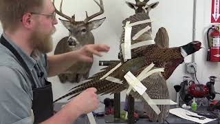 Flying Pheasant Complete Taxidermy Course step by step  12 setting tail and wings [upl. by Aciraa]