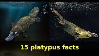 Platypus facts Learn15 facts about Platypuses [upl. by Leland]