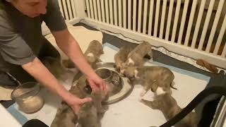 Whippet puppies’ first meal [upl. by Ayerim]