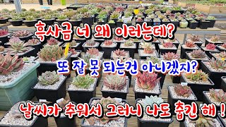 흑사금이 잎장을 후두둑 추운곳에 방치한 탓일까요노리터네 오늘 새벽6시온도 영상5도 [upl. by Ahsiekal]