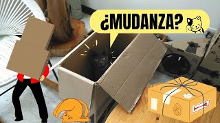 ¿Cómo mudarse con un gato  consejos y recomendaciones [upl. by Munroe637]