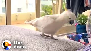 This Wild Cockatoo Does This To His Favorite Person Every Day  The Dodo Wild Hearts [upl. by Morice]