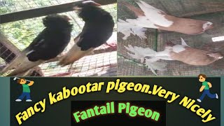 pigeon playing ping pongviralvideo shortsvideo shorts pigeon pingpong [upl. by Moreland]