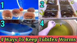 4 Ways To Keep Tubifex Worms  How To Maintain Tubifex Worms [upl. by Elyse]