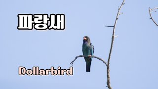 파랑새 Dollarbird  울음소리 [upl. by Torie]