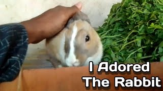 Today I petted the rabbit with my hands  I adored the rabbit  animals cuterabbit trending [upl. by Skurnik]