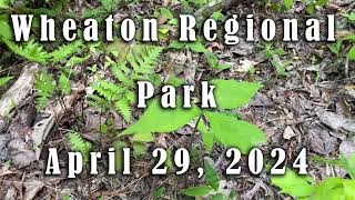 Wheaton Regional Park Healing April 2024 [upl. by Reave]