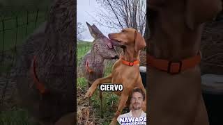 Perro resguarda a ciervo como hermano [upl. by Coraline]