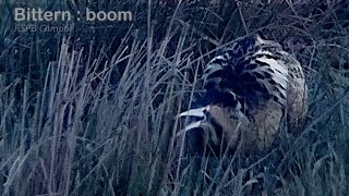 Bittern  male booming dawn  RSPB Otmoor [upl. by Dranyar]