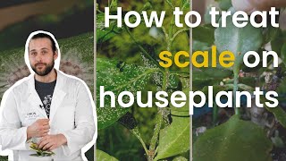 How to treat scale on houseplants [upl. by Barbour289]