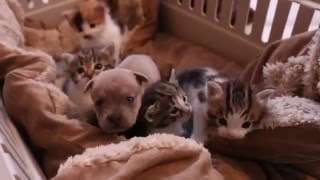 Newborn Puppy and his Cat Family [upl. by Ytirehc996]