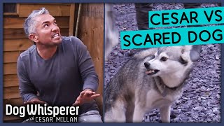 Fear Turns Dog Aggressive 😨 Dog Whisperer With Cesar Millan [upl. by Gaby]