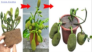 2 METHODS of propagating jackfruit trees grown in pots with outstanding growth thanks to the use of [upl. by Ardeth562]