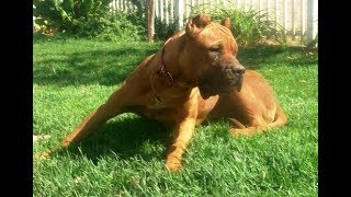 American Pit Bull and the Neapolitan Mastiff Mix  American Bandogge Mastiff [upl. by Reeher234]