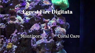 Forest Fire Digitata Digi  Coral Care [upl. by Eerak]