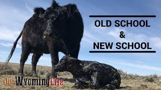 Calving and Technology on the Ranch [upl. by Ekalb17]