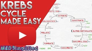 KREBS CYCLE MADE SIMPLE  TCA Cycle Carbohydrate Metabolism Made Easy [upl. by Gensler]