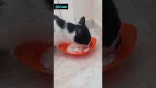 Anne kedi yoğurdu şapırdatarak iştahla yiyor keşfet begen cat newvideo aboneol [upl. by Adnahs784]