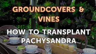 How to Transplant Pachysandra [upl. by Pinsky]