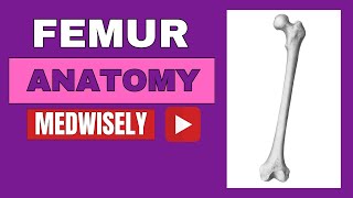 Anatomy of Femur Thigh bone Muscle Attachments femur anatomy thigh fracture movements yt 3d [upl. by Acinok]