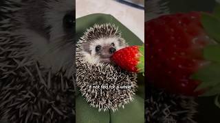 Falling hedgehogs bring unexpected surprises animals love shorts [upl. by Assirim]