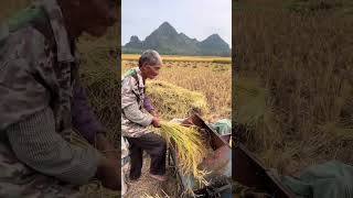 The process of threshing rice with foot operated thresher [upl. by Anilem]