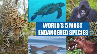 Worlds 5 most endangered species [upl. by Terence]