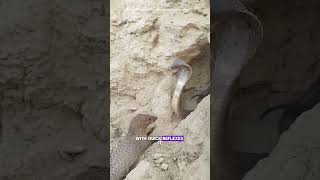 Mongoose vs Cobra WildlifeWonders MongooseVsCobra NatureBattle WildlifeFacts AnimalShowdown [upl. by Desirae]