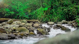 Forest Sounds and Relaxing Bird Sounds Natural Sounds and Beautiful River Sounds ASMR [upl. by Eehsar899]